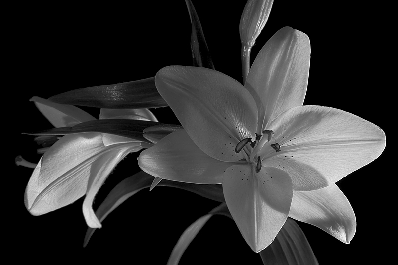 White Flower