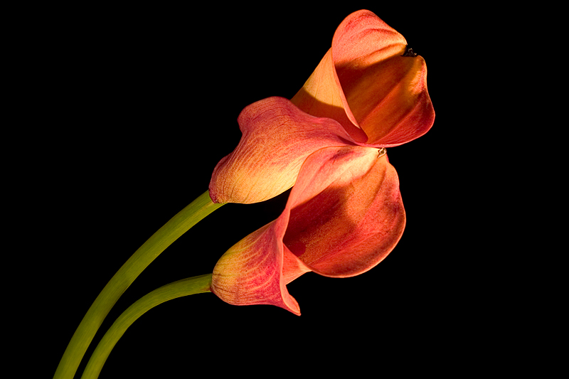 Red Flower