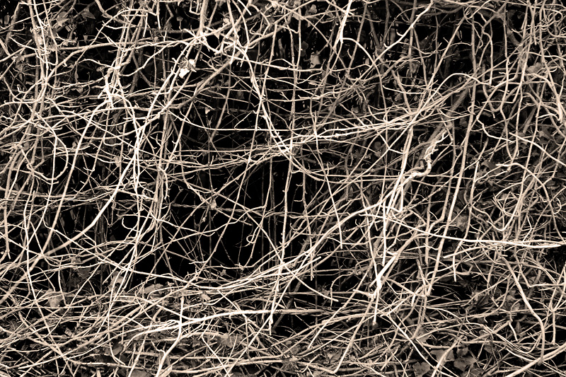Hedge in Provincetown