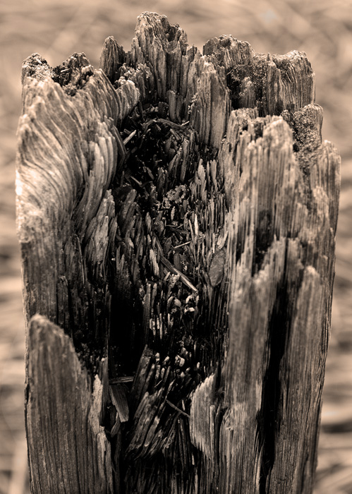 Stump